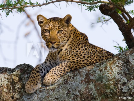 Picture of Leopard on the Tree